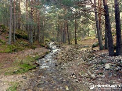 Bosque de Finlandia - Valle de El Paular;viajes de la comunidad de madrid senderismo con gps gredos 